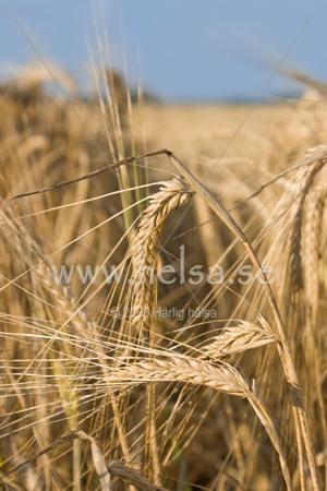 Ett fält med korn en sensommardag. Korn ingår i många cerialier och andra livsmedel. Korn innehåller gluten. Vid glutenintollerans/celliaki kan korn inte ingå i kosten.